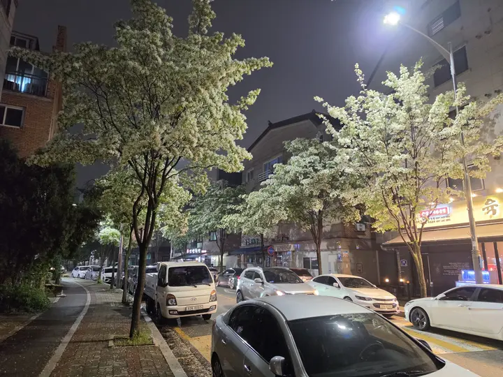 Trees in white blossom over a side street at night in Ansan