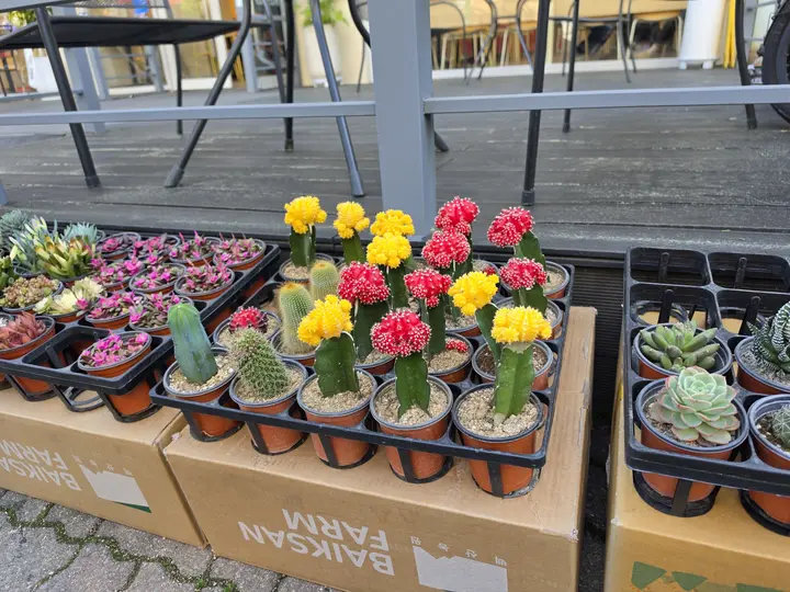 Potted succulents and flowers for sale outside a shop in Ansan